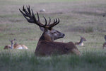 CVLIFE accessories for elk hunting