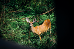 How to Configure an AR-15 for Safe and Effective Deer Hunting