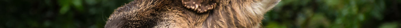 elk hunting