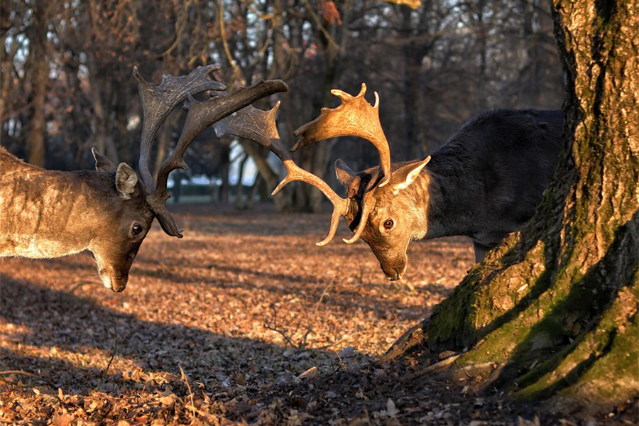Crossbow Scope Shoots Low at 30 Yards? Here’s How to Fix - CVLIFE