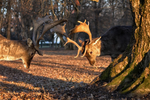 Crossbow Scope Shoots Low at 30 Yards? Here’s How to Fix - CVLIFE