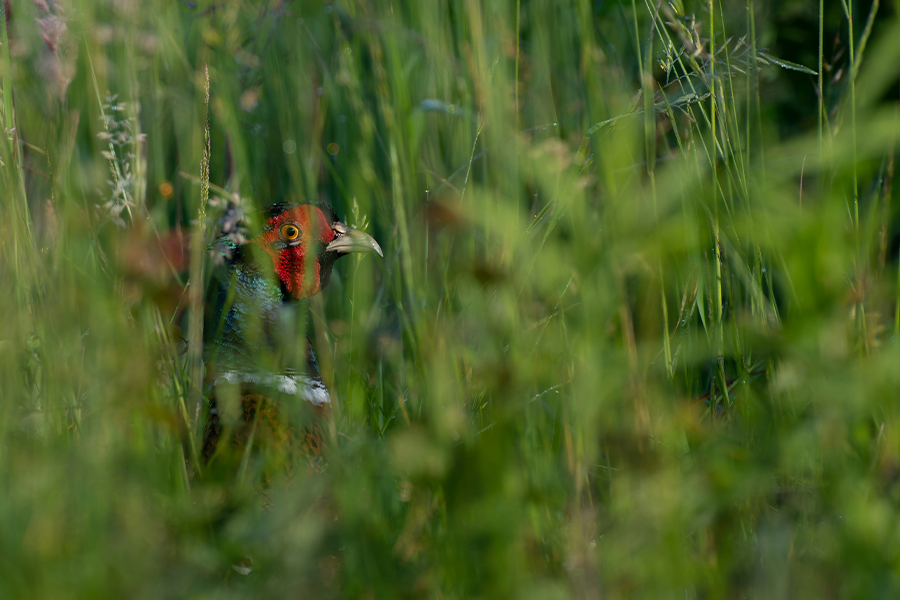 4 Factors for Selecting Affordable Hunting Packs & Vests - CVLIFE