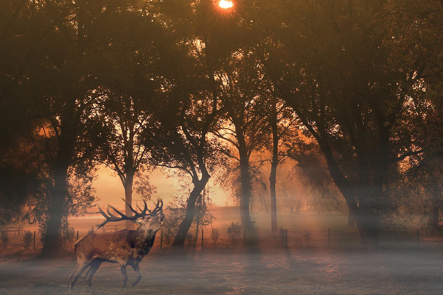 More Land, More Game: Expanded Public Hunting Opportunities in 2025
