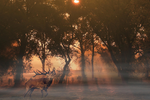 More Land, More Game: Expanded Public Hunting Opportunities in 2025