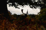 Early Scouting: Why July Is the Make-or-Break Month for Fall Hunting?