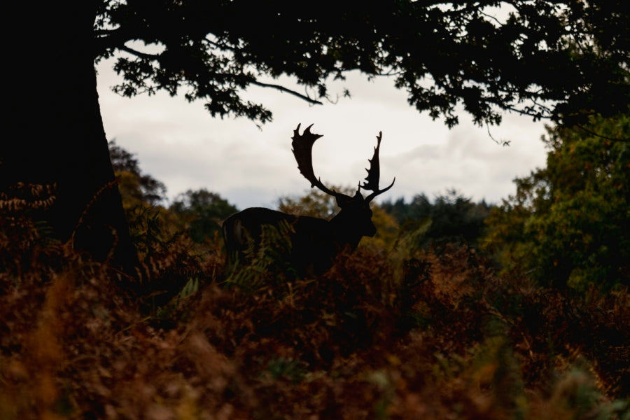 Early Scouting: Why July Is the Make-or-Break Month for Fall Hunting?