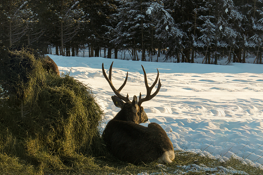 Best AR-15 Scope Under $100 — This One Wasn't Supposed to Be This Good - CVLIFE