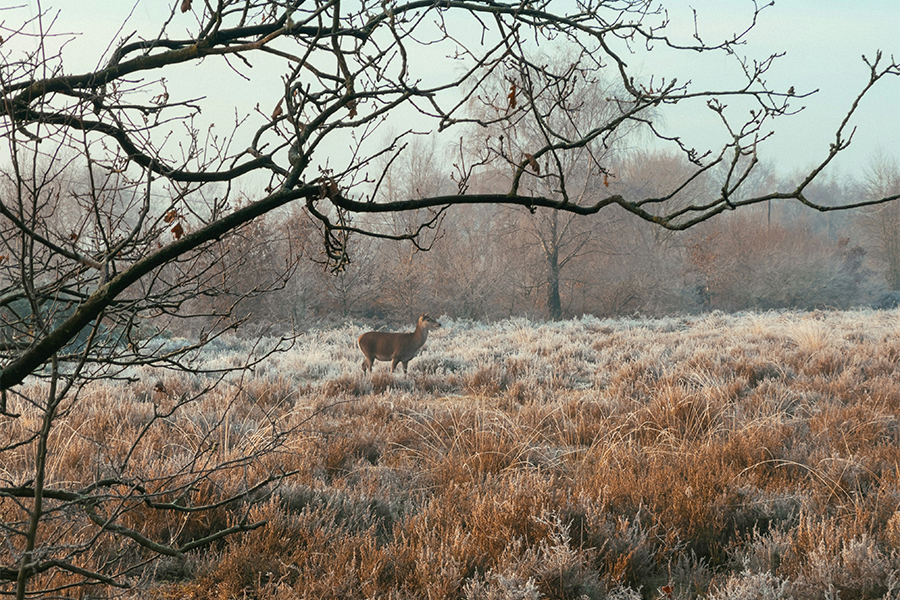 Your AR-15 Scope Isn't the Problem — Your Mount Is - CVLIFE