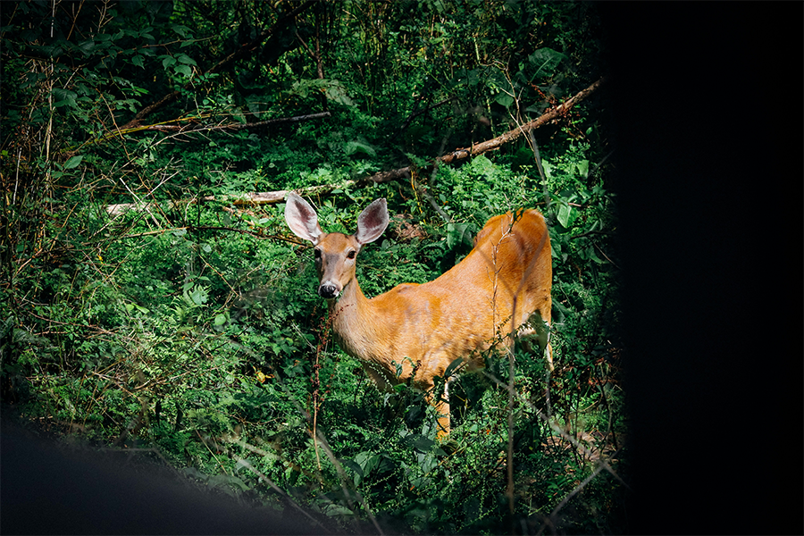 How to Configure an AR-15 for Safe and Effective Deer Hunting