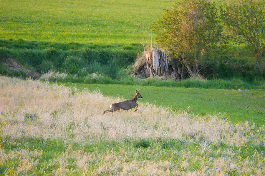 🔍 Maximize Precision: Features to Look for in an LPVO Scope - cvlife