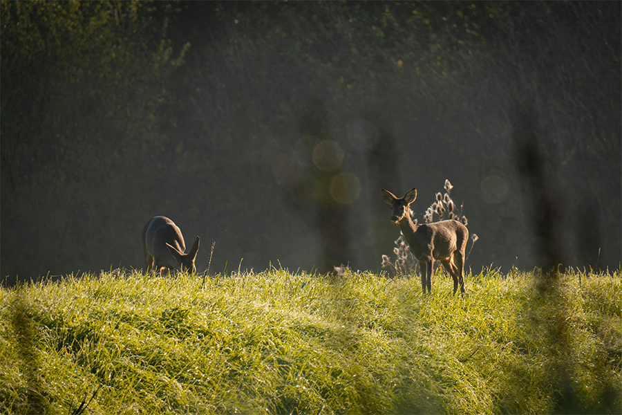 Bore Sighting: The Precision Protocol for Every Shooter - CVLIFE