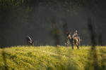 Bore Sighting: The Precision Protocol for Every Shooter - CVLIFE