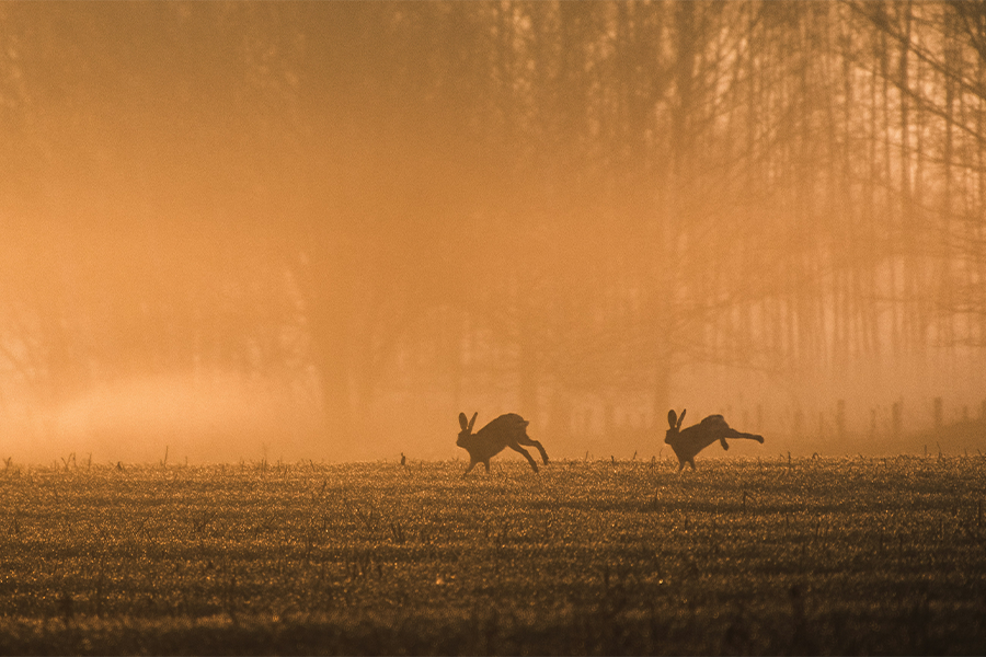 How to Choose the Right Optic for Your New Rifle in 2025 🔍