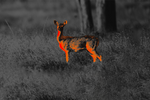 Night Vision &amp; Thermal Scopes: Hunting’s New Frontier - CVLIFE
