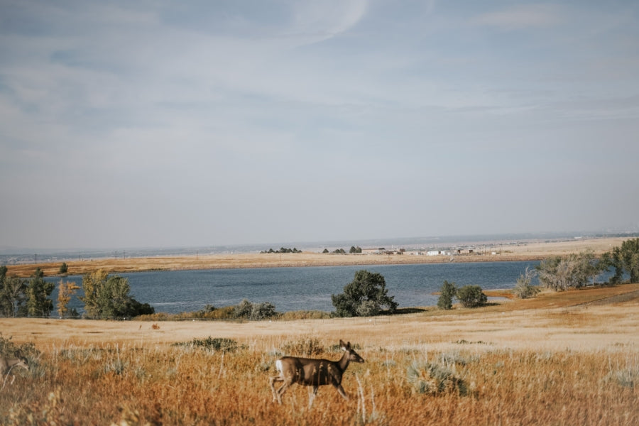 How to Get Better at Montana Mule Deer Hunting in 2026 - CVLIFE
