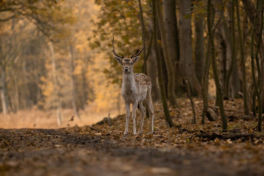 Chasing the Dawn: A Deer Hunt Adventure