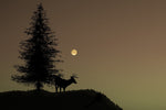 CVLIFE Shares You The Complete Guide to Hunting Female Moose