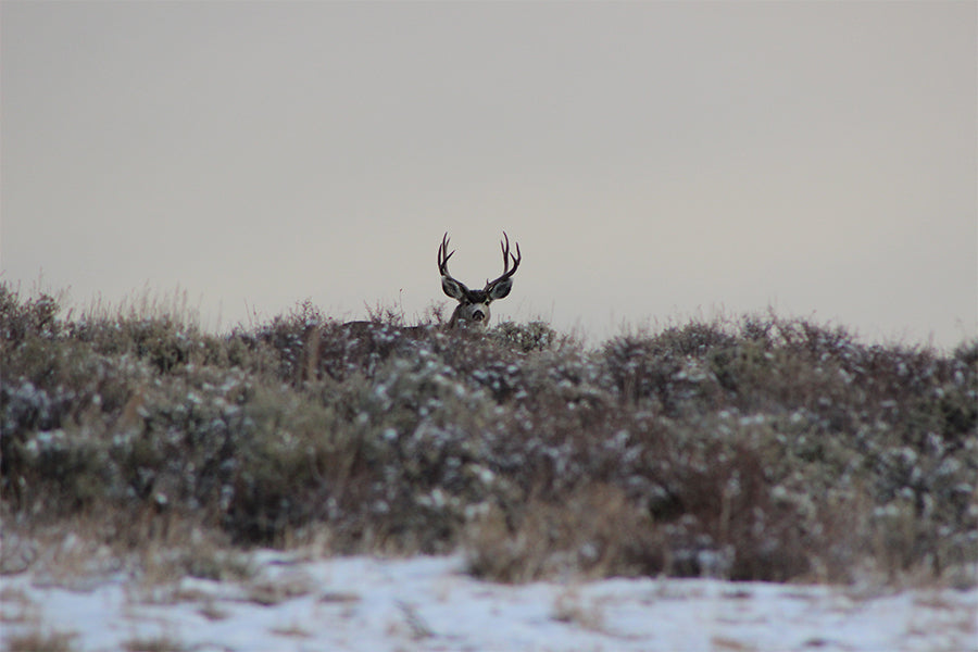 Explore the Wild: The New CVLIFE 3x Red Dot Magnifier with Flip-to-Side Mount