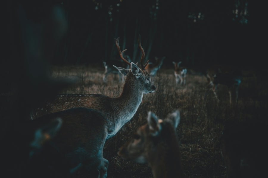 What Makes a Good Rifle Flashlight? Understanding Features That Matter