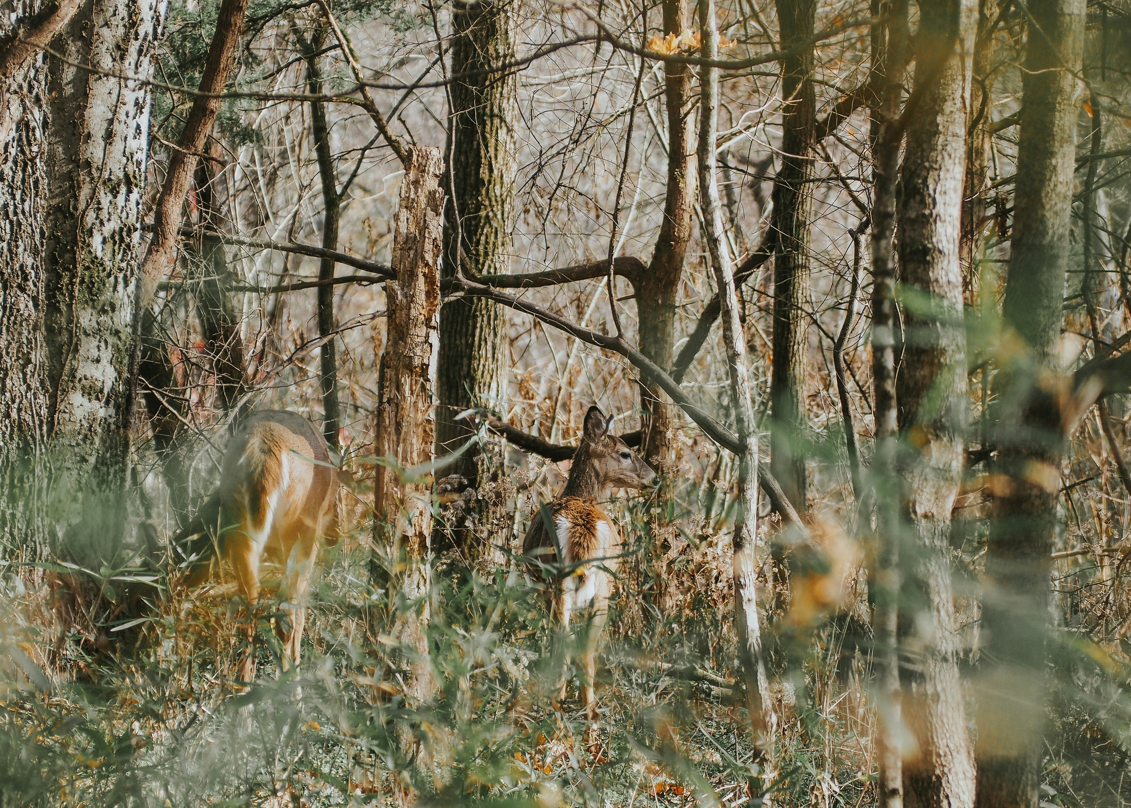 CVLIFE - Top 1–8x LPVO for Speed & Precision in 2026