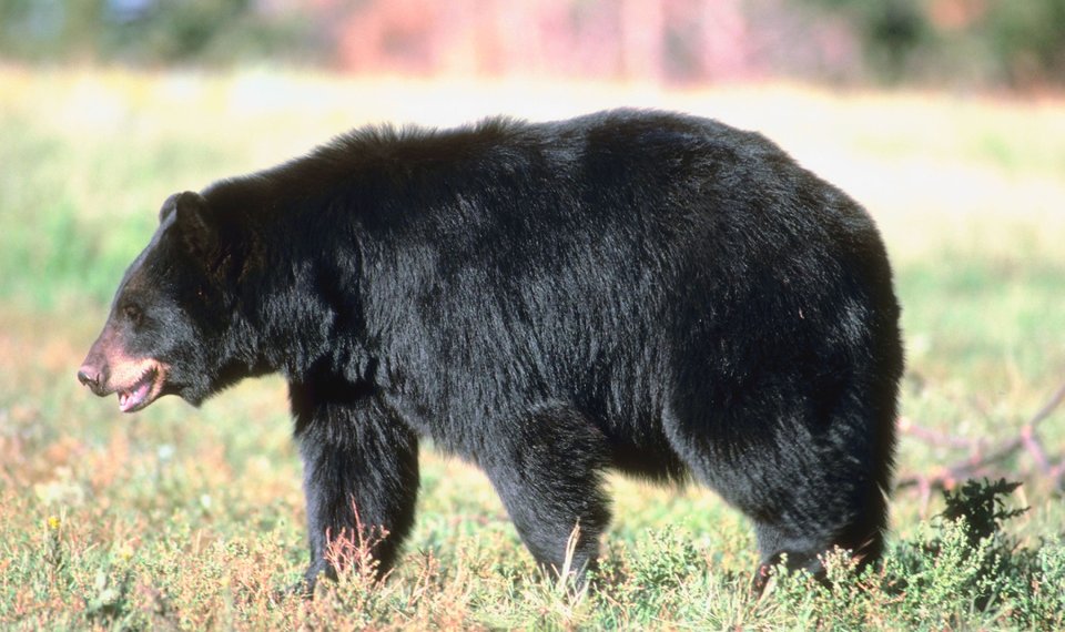 Bear Hunting Guides