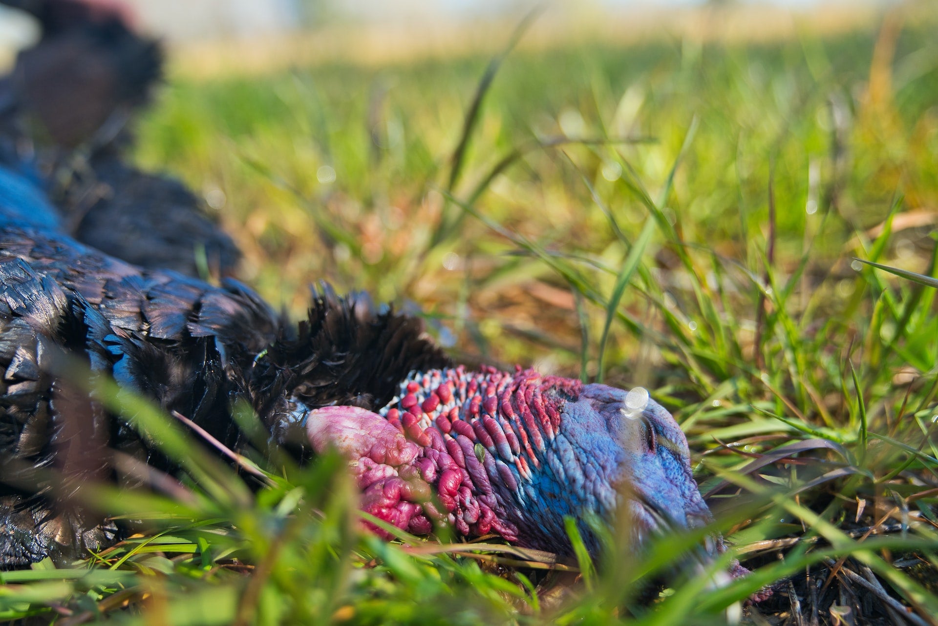 turkey hunting