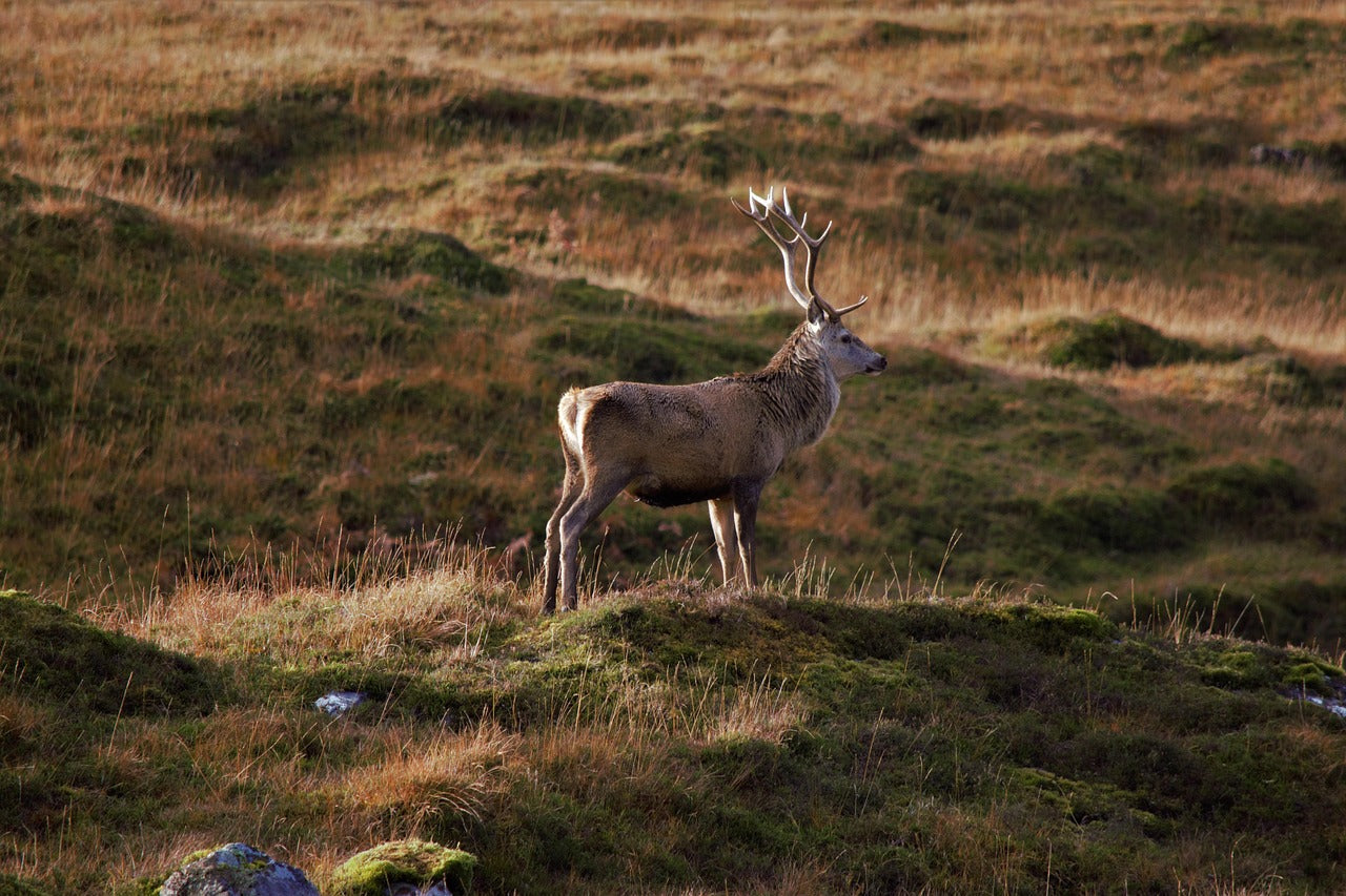 How to Choose the Right Reticle & Magnification in your hunting terrain (2025 Guide)