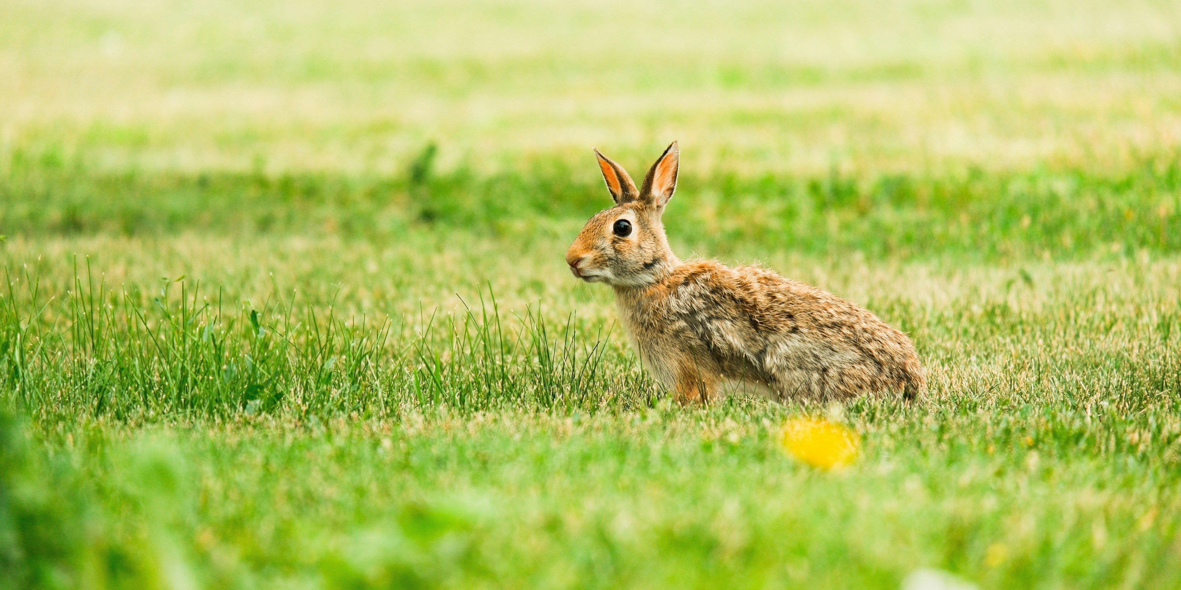 Choosing Scopes with MOA Adjustments: 2026 Precision Guide - CVLIFE