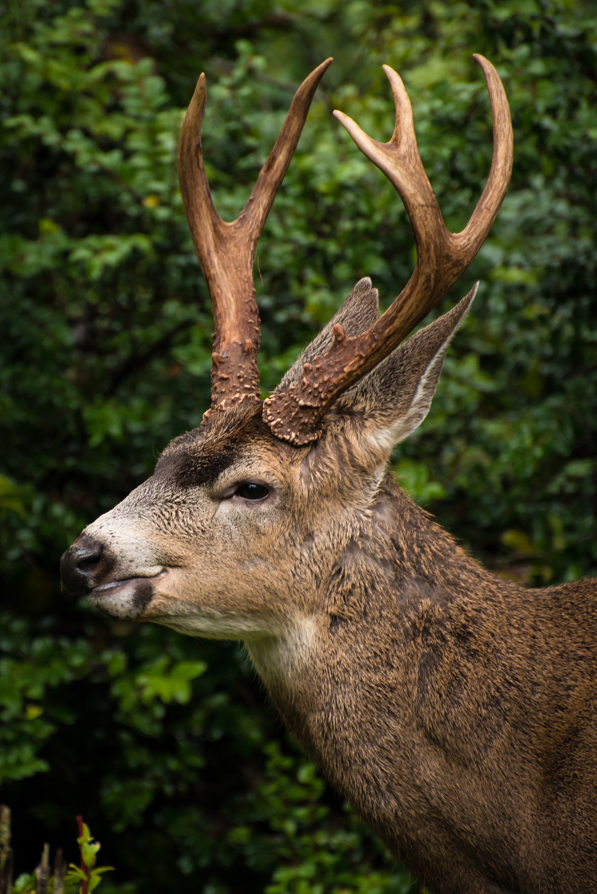 elk hunting