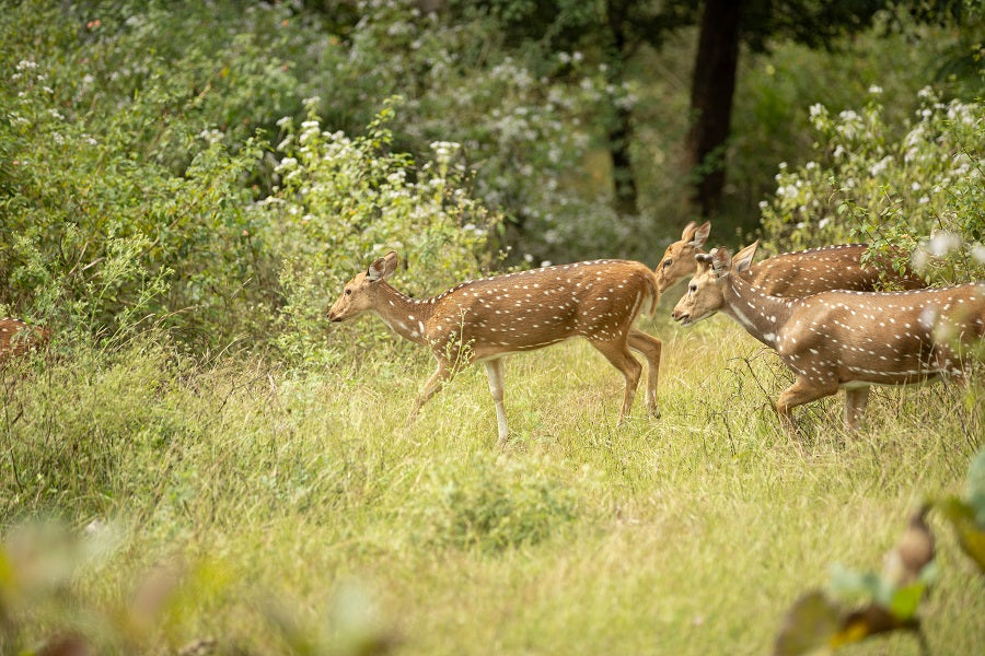 How to Stay Quiet While Hunting: Details That Spook Game