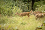 How to Stay Quiet While Hunting: Details That Spook Game