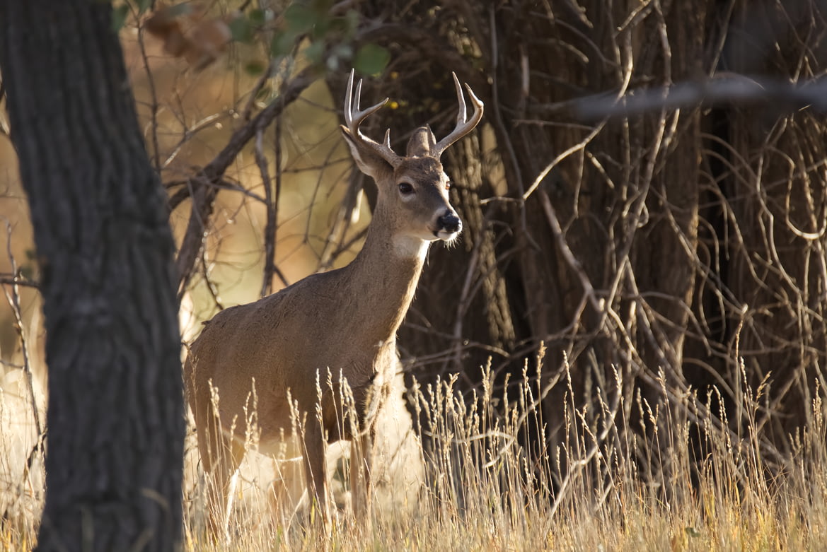 Maximizing Your Hunting Gear: Tips and Tricks for Seasoned Hunters