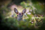 CVLIFE HUNTING