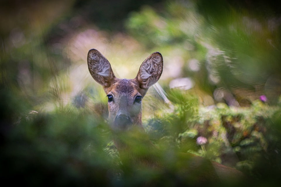 CVLIFE HUNTING